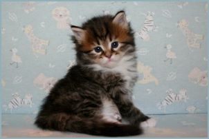 Male Siberian Kitten from Deedlebug Siberians